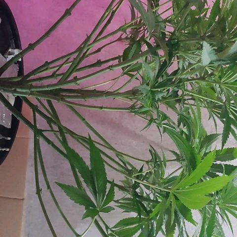 Sour Strawberry Hidro growlog timeline photo