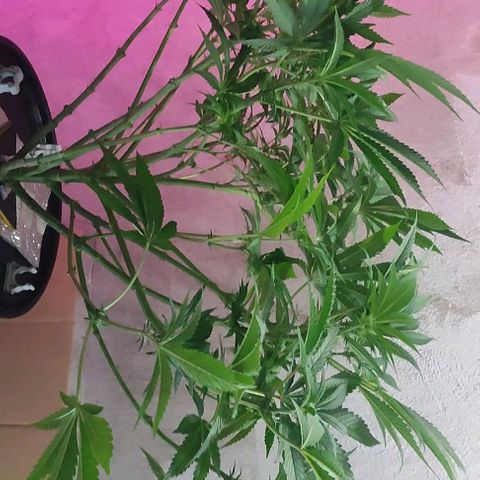 Sour Strawberry Hidro growlog timeline photo