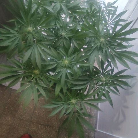 Sour Strawberry Hidro growlog timeline photo
