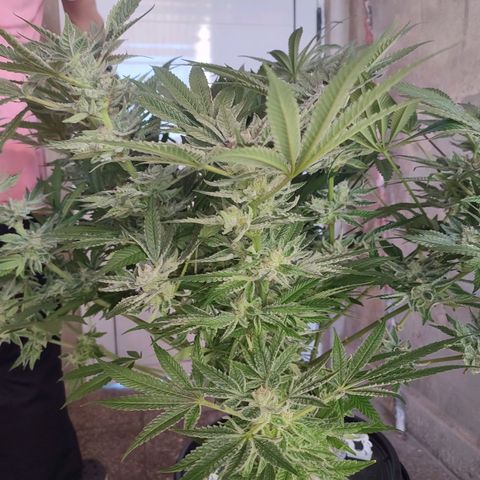 Sour Strawberry Hidro growlog timeline photo
