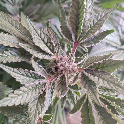 Sour Strawberry Hidro growlog timeline photo