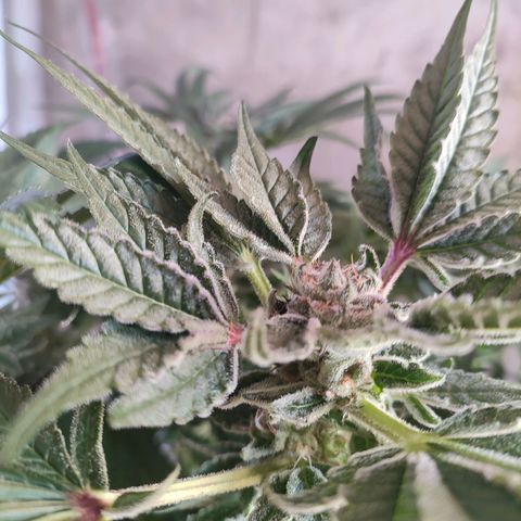 Sour Strawberry Hidro growlog timeline photo