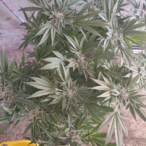 Sour Strawberry Hidro growlog timeline photo