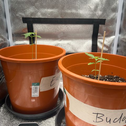 Easy Bud growlog timeline photo