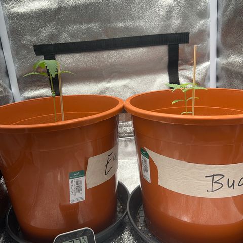 Easy Bud growlog timeline photo