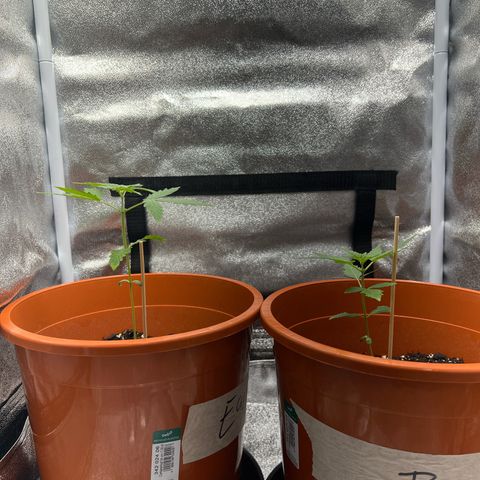 Easy Bud growlog timeline photo