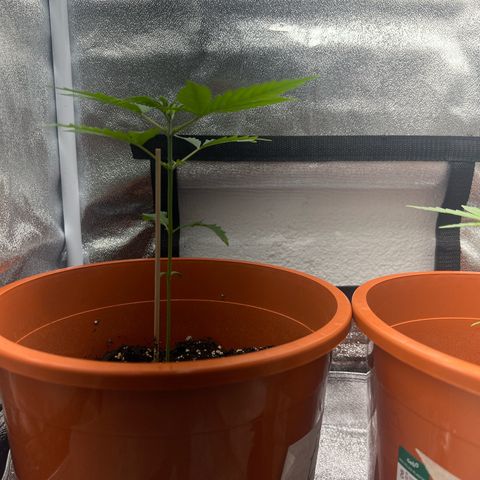 Easy Bud growlog timeline photo