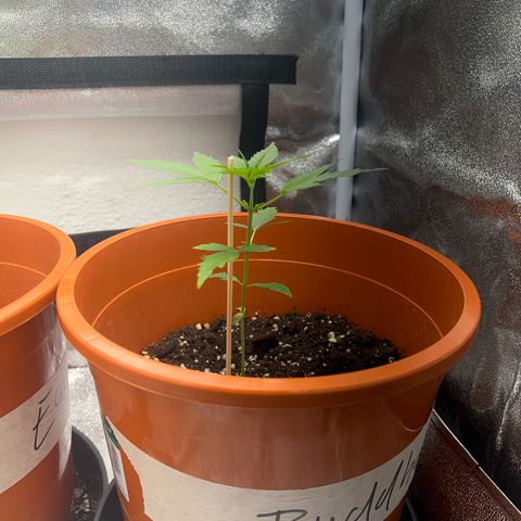 Easy Bud growlog timeline photo