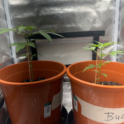 Easy Bud growlog timeline photo