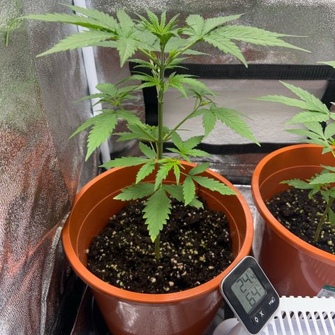 Easy Bud growlog timeline photo