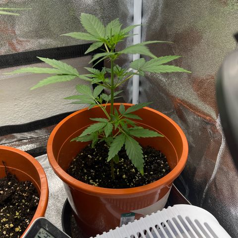 Easy Bud growlog photo: Buddha 