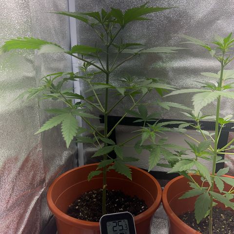 Easy Bud growlog photo: Easy 30 bis zur Lampe
Buddha 35 bis zur Lampe 