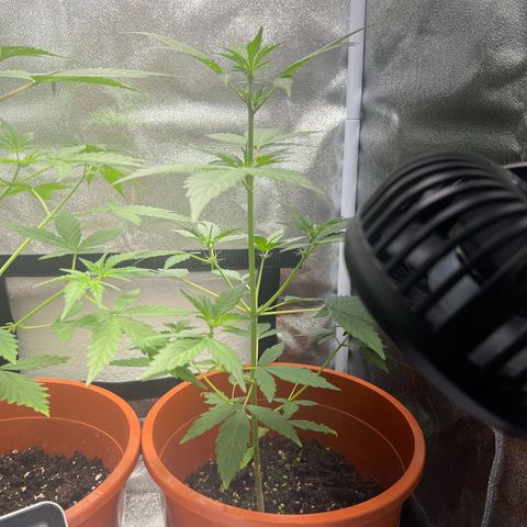 Easy Bud growlog photo: Easy 30 bis zur Lampe
Buddha 35 bis zur Lampe 