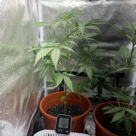 Easy Bud growlog timeline photo