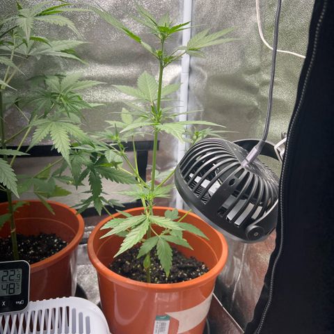 Easy Bud growlog timeline photo