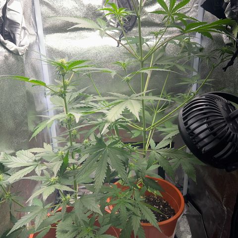Easy Bud growlog timeline photo