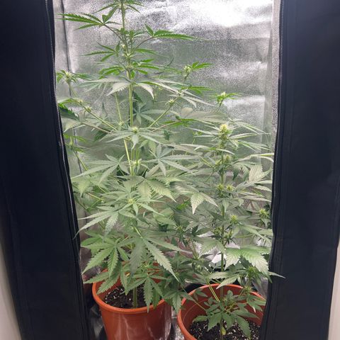 Easy Bud growlog timeline photo