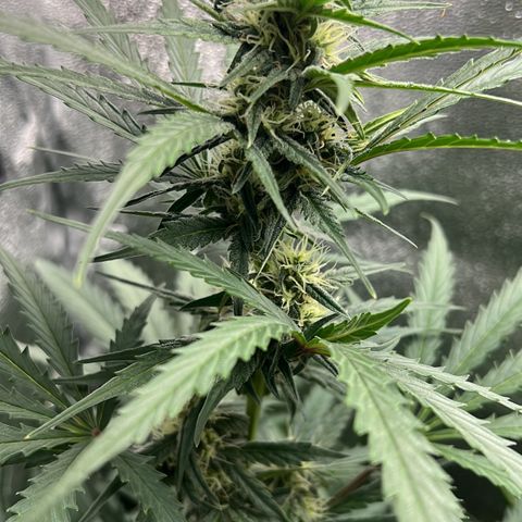 Easy Bud growlog timeline photo