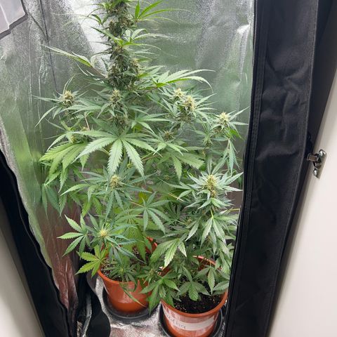 Easy Bud growlog timeline photo