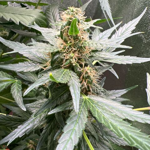 Easy Bud growlog timeline photo