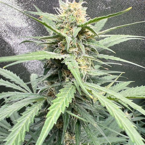 Easy Bud growlog timeline photo