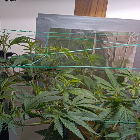 Mimosa x Orange Punch growlog timeline photo