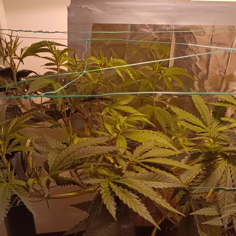 Mimosa x Orange Punch growlog timeline photo