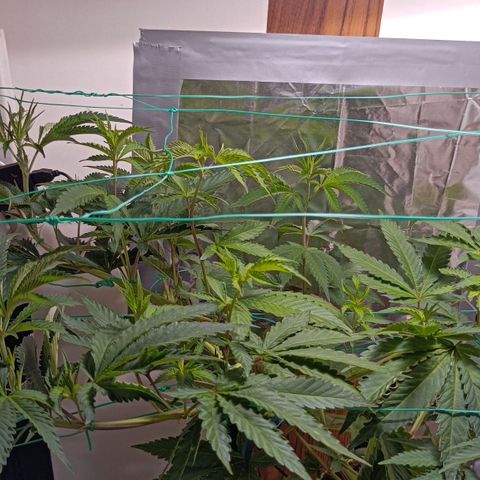 Mimosa x Orange Punch growlog timeline photo