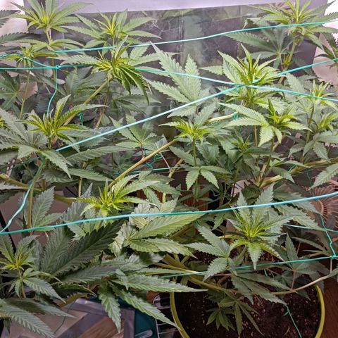 Mimosa x Orange Punch growlog timeline photo