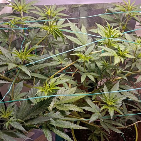 Mimosa x Orange Punch growlog timeline photo