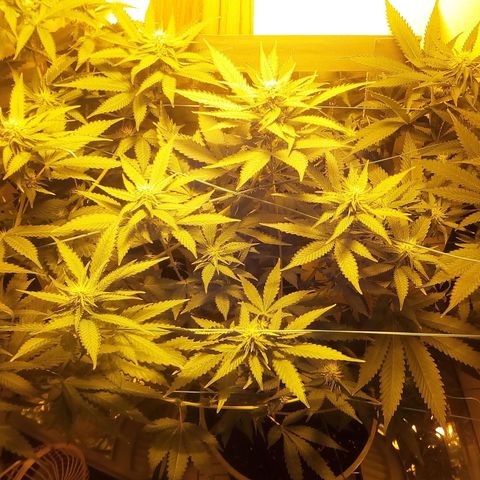 Mimosa x Orange Punch growlog timeline photo