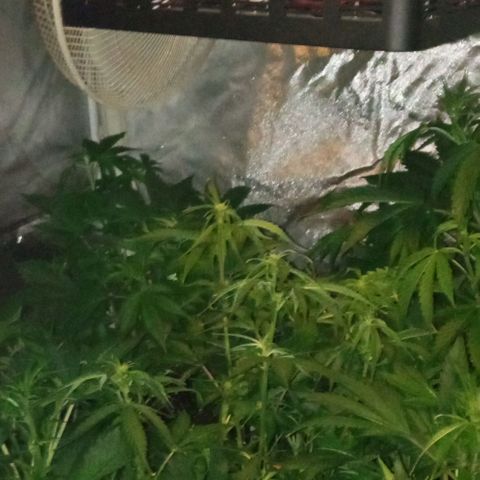 Gorilla cookies auto growlog timeline photo