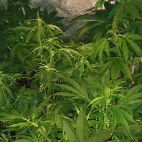 Gorilla cookies auto growlog timeline photo