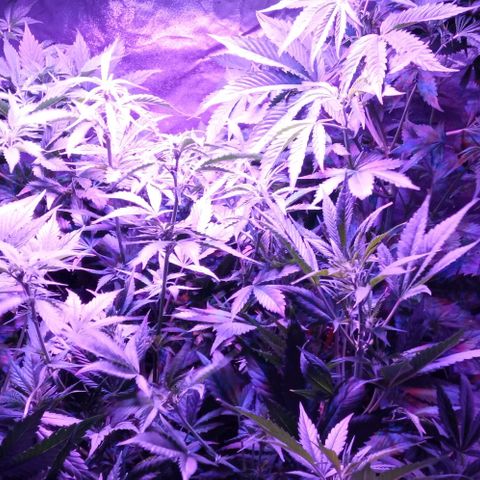 Gorilla cookies auto growlog timeline photo