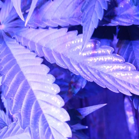 Gorilla cookies auto growlog photo: Le piante presentano e le anomalie sulle foglie delle macchie provano fertilizzare per tutta fino a fine settimana