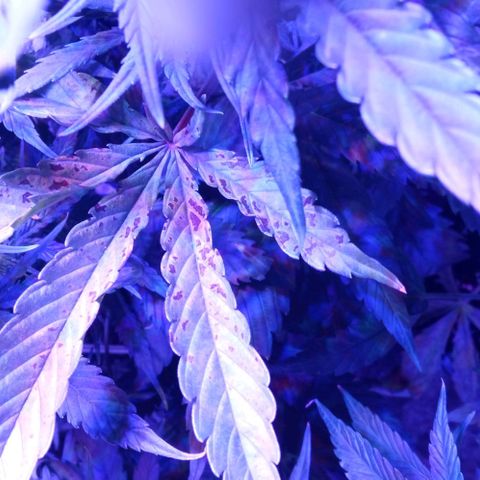 Gorilla cookies auto growlog photo: Le piante presentano e le anomalie sulle foglie delle macchie provano fertilizzare per tutta fino a fine settimana