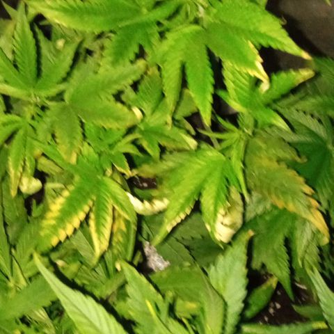 Gorilla cookies auto growlog photo: Le piante presentano e le anomalie sulle foglie delle macchie provano fertilizzare per tutta fino a fine settimana