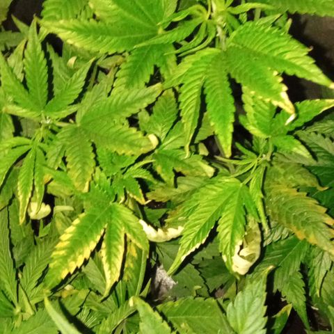 Gorilla cookies auto growlog photo: Le piante presentano e le anomalie sulle foglie delle macchie provano fertilizzare per tutta fino a fine settimana
