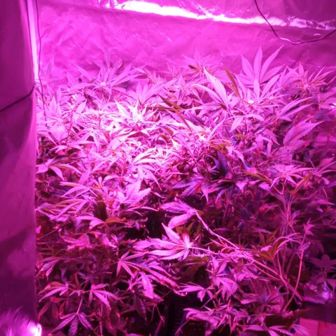 Gorilla cookies auto growlog timeline photo