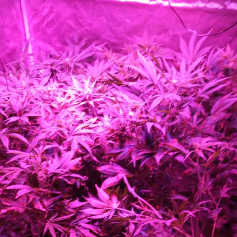 Gorilla cookies auto growlog timeline photo