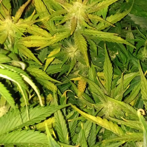 Gorilla cookies auto growlog timeline photo