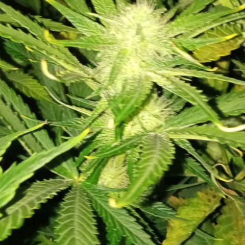 Gorilla cookies auto growlog timeline photo