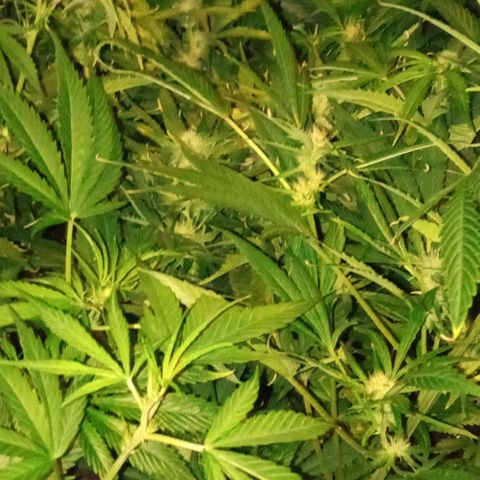 Gorilla cookies auto growlog timeline photo