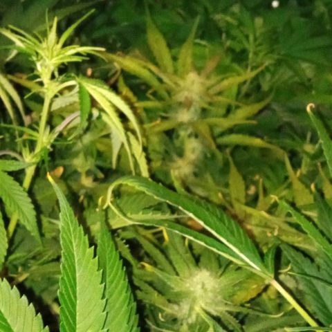 Gorilla cookies auto growlog timeline photo