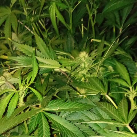 Gorilla cookies auto growlog timeline photo