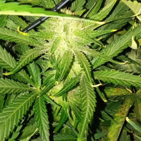 Gorilla cookies auto growlog timeline photo