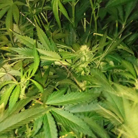 Gorilla cookies auto growlog timeline photo