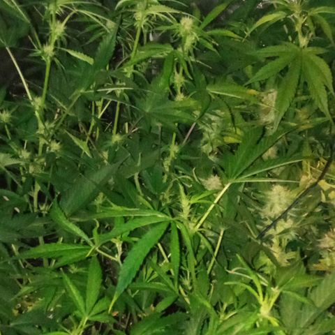 Gorilla cookies auto growlog timeline photo