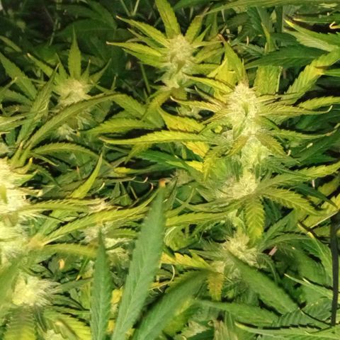 Gorilla cookies auto growlog timeline photo