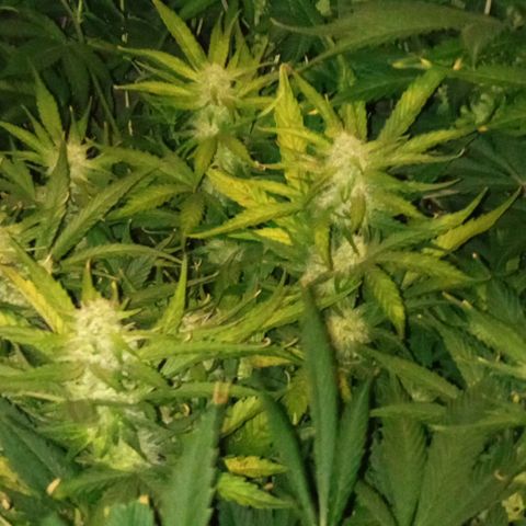 Gorilla cookies auto growlog timeline photo